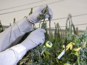 Tweed Manufacturing has signed a memo of understanding with the University of Ottawa and Ryerson University to study various aspects of medical marijuana.