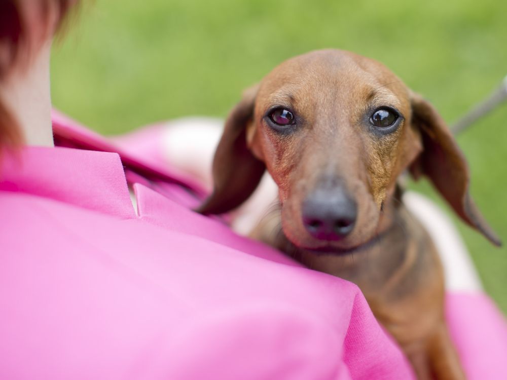 Photos Richmond Dog Show Ottawa Citizen