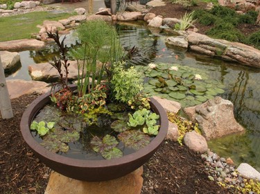 As lots get smaller, compact water features like this aquatic patio pond (front, $409.98) are catching on, says Catherine Neville of The Pond Clinic Water Garden Centre.