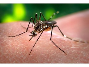 Eastern equine encephalitis virus is spread by mosquitos, but the infected insects are very seldom found in cities.