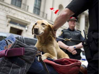 TIMESTAMP 12:01pm The Ottawa Police Service celebrate Police Week with "Community Day" to showcase various Ottawa Police sections such as Marine, Dive and Trails (MDT), District Traffic (motorcycle demonstration), Foot Patrol/Bicycle along Sparks Street Tuesday May 13, 2014. Jada a member of the Canine Unit sits ontop of gear on a table.