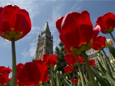 Tulips bloom on Parliament Hill Monday May 12, 2014 in Ottawa.