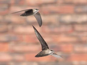 Chimneys swifts are a threatened species in Ontario.