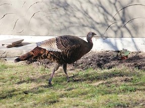 A Wild Turkey was spotted roaming around Westboro village. This species is a rare sight within the city.