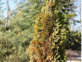 Don’t worry if your cedars have brown splotches — it’s just sunburn.
