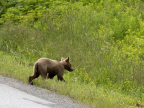 A young grizzly bear crosses the road in Kitimat, B.C., this week.