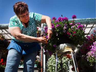 Byward Market Vendor Monique Lemieux prunes her hanging baskets before the customers arrive, as the region enjoys a sunny Monday to start the week.