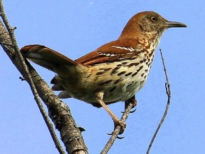 This Brown Thrasher              was spotted in the Wakefield area. It is an uncommon summer resident in the Ottawa-Gatineau area.