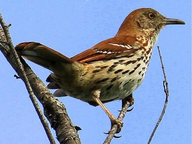 Brown Thrasher              Location- Wakefield                        The Brown Thrasher is an uncommon summer resident in the Ottawa-Gatineau  area. They are easy to identify by their reddish-brown upper parts and streaked breast.