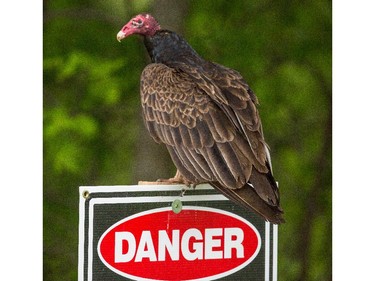 Turkey Vulture               Ottawa -Kanata-         Turkey Vultures continue to be reported from various locations across eastern Ontario and the Outaouais region. These birds nest on cliffs- under fallen logs and sometimes in old abandon buildings.
