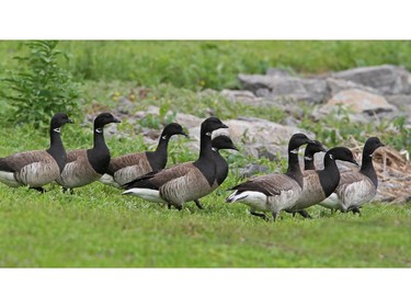 Brant                 Location- Morrisburg                    A few small flocks of Brant Geese were reported last week as they make there way to their breeding grounds in the arctic.
