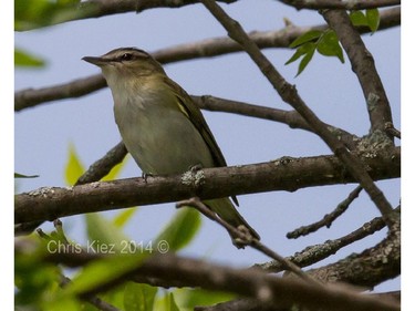 Red-eyed Vireo        Location- Ottawa                     The Red-eyed Vireo is one of the most common summer woodland forest birds in our area. Once you learn its song you'll realize that they are everywhere and are persistent singers all day long.