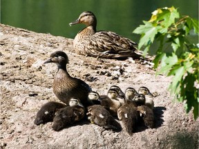 A family of Wood Ducks take advantage of the sunny weather.