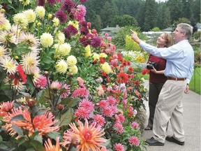 Twelve garden gnomes have escaped from The Butchart Gardens on Vancouver Island. Might they be among the dahlias? Help find them during Garden Days.