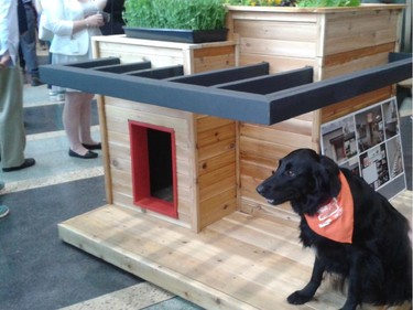 The grand prize winner in the Homes with Woofs fundraiser for the Ottawa Humane Society June 12, 2014, this contemporary doghouse by Ardington and Associates incorporates a trellis, patio and rooftop garden and sold for $600. "If you ever end up in the doghouse, we know it will be comfortable," quipped judge Leanne Cusack from CTV.