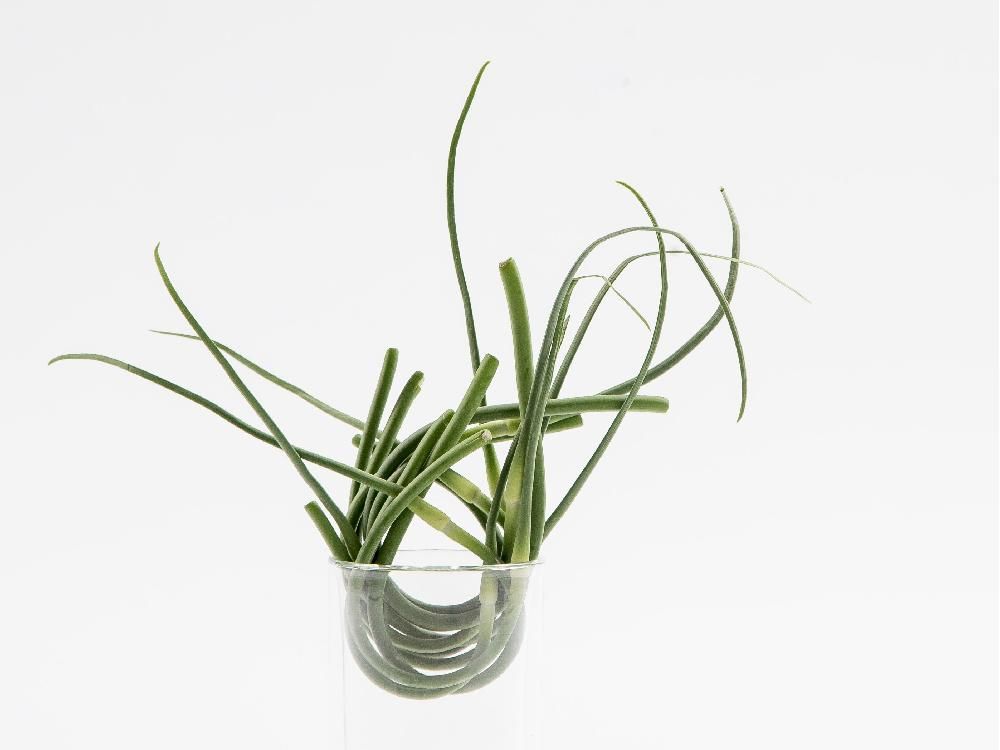 Garlic scapes make a nutty pesto Ottawa Citizen