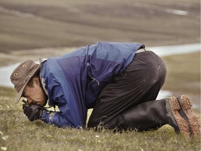 Jeff Saarela collecting plans on Baffin Island in 2012. (**only horizontal pic we have)

Please credit Roger Bull, Canadian Museum of Nature

Story is slugged 0621 arctic