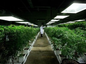 An Ottawa company has challenged the city's regulation to establish a 150-metre buffer zone around any medical marijuana growing facility.