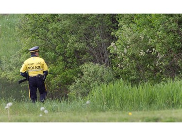 MONCTON, N.B.: June 5, 2014 -- An R.C.M.P. officer looks into a wooded area during manhunt for Justin Bourque in Moncton, New Brunswick, on Wednesday, June 5, 2014. The man is suspected of killing three Royal Canadian Mounted Police officers. (John Kenney / THE GAZETTE) ORG XMIT: 50165 ORG XMIT: POS1406051421217005