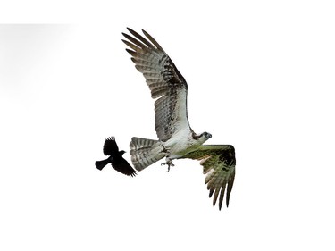 One of a pair of Osprey's nesting along the Rideau River near Merrickville is attacked by a crow. Photo taken at 11:46 on June 6, 2014.