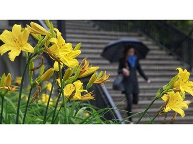 Days of showers have been good for flowers. Lilies bloom in Confederation park.