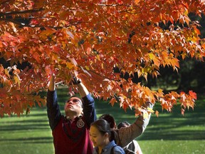 OTTAWA, ONTARIO: October 9, 2013 -- Visitors to Rideau Hall pluck red maple leaves from a tree as mementos. (Wayne Cuddington / Ottawa Citizen) STAND ALONE