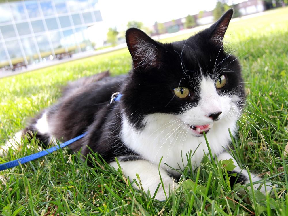 Ottawa's latest Instagram star is a middle-aged white cat that doesn't care  for salad