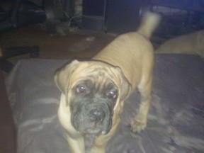 One of the Italian mastiff pups stolen from Jamie Collee's home.