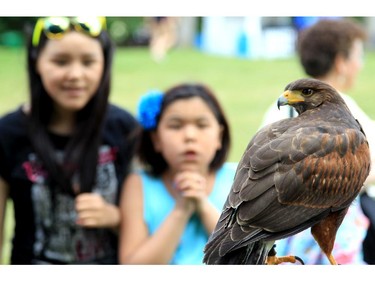 Spectators watch a Harris Hawk on display at the Summer Soltice Aboriginal Festival at Vincent Massey Park on Saturday.