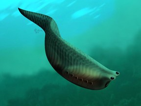 Scientists have identified the first clearly preserved fossils of an ancient, minnow-sized fish that had curved pieces of cartilage that opened a mouth-like cavity.