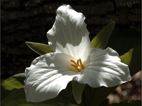 A trillium at Chaffeys's Locks Ontario,  Photo by LYNN BALL