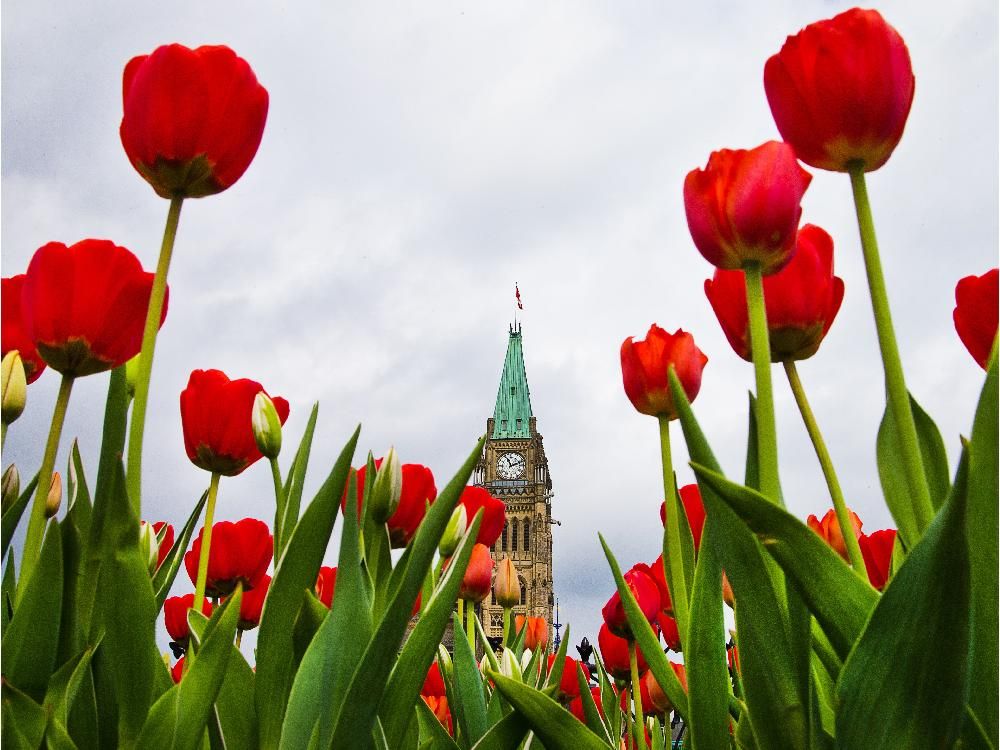 No more Tulip Festival strolls for us seniors Ottawa Citizen