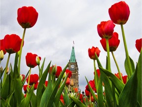 Tulips along Wellington Street frame the Peace Tower on May 15 during this year's Canadian Tulip Festival.