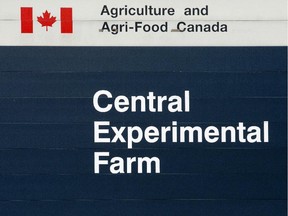 A 2012 email from the Canadian Food Inspection Agency says there was a possibility of mixing GM and non-GM crops at the Central Experimental Farm.