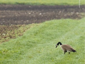 The Experimental Farm wheat field story started with the Canada goose.