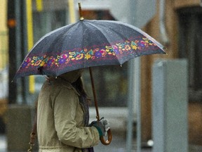 Pedestrians on Bank St armed with umbrellas to shelter from an early morning deluge. Rain is expected to turn to showers by early afternoon with a chance of a thunderstorm and seasonal temperatures of 16C. OTTAWA, ONT., MAY 1, 2014--WEATHER (Pat McGrath/OTTAWA CITIZEN) ASSIGNMENT #116906 CITY standalone SAXO--NOT ENTERED VIDEO--NO