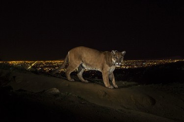 Steve Winter, USA, for National Geographic, 02 March 2013, Los Angeles, USA.
A cougar walking a trail in Los Angeles’ Griffith Park is captured by a camera trap. To reach the park, which has been the cougar’s home for the last two years it had to cross two of the busiest highways in the US.
Cougars are among the most adaptable and widespread terrestrial mammals in the Western Hemisphere, with a range that extends from the tip of Chile to the Canadian Yukon. They are increasingly being seen in and around towns and cities, including Los Angeles and in the Hollywood Hills. Fear of these secretive cats, combined with a lack of adequate public knowledge, tends to justify the thousands of cougars killed every year. Scientists in Wyoming’s Teton National Forest are outfitting them with GPS collars and camera trapping to learn more about basic behaviors and to lift the veil of mystery surrounding them.
