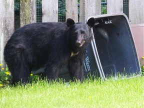 Brendan Mertens' main platform point seems to be scrapping the city's green bin program in favour of a 24-hour 'bear surveillance security program.'