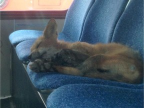 A fox sleeps inside a parked OC Transpo bus on Sunday.