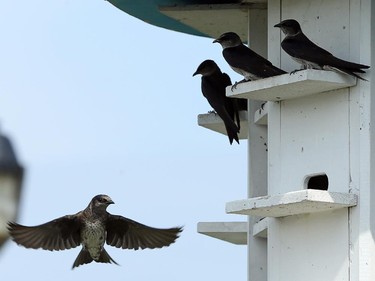 A Purple Martin leaves the manmade "nest." They feed on the fly. Nature Canada, in collaboration with York University, the University of Manitoba and local bird observatories, began a study of Purple Martin birds Tuesday, July 8, 2014, at the Nepean Sailing Club.  The largest of the swallow family has been steadily decreasing annually in Canada. The research group attached geolocators and GPS devices - 29 in all - to the birds to track migratory patterns that might shed some light on why the population of the insect-eating Purple Martins is getting dangerously low. (Julie Oliver / Ottawa Citizen)