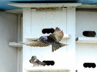 A Purple Martin leaves the manmade "nest" with an insect in its mouth.  Nature Canada, in collaboration with York University, the University of Manitoba and local bird observatories, began a study of Purple Martin birds Tuesday, July 8, 2014, at the Nepean Sailing Club.