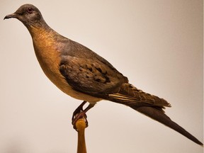 A stuffed passenger pigeon on display in a Museum of Nature exhibit on Thursday on the 100th anniversary of the day the last passenger pigeon died.