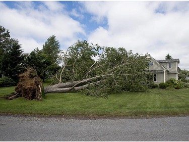 A large uprooted tree rests against a house in Oakland, N.S. on Saturday, July 5, 2014. Thousands of homes and businesses were without power as heavy rains and high winds from tropical storm Arthur buffeted the region.