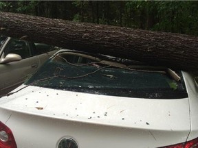 There are reportedly many trees down near Fitzroy.