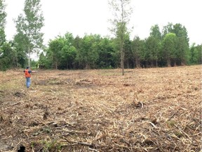 BN for Tree By-law Contravention in UEA 1 - Metcalfe Realty - 936 March Panoramic photo showing the size and impact of the tree cutting (photo forwarded by Paul Johanis [mailto:pjohanis@rogers.com]