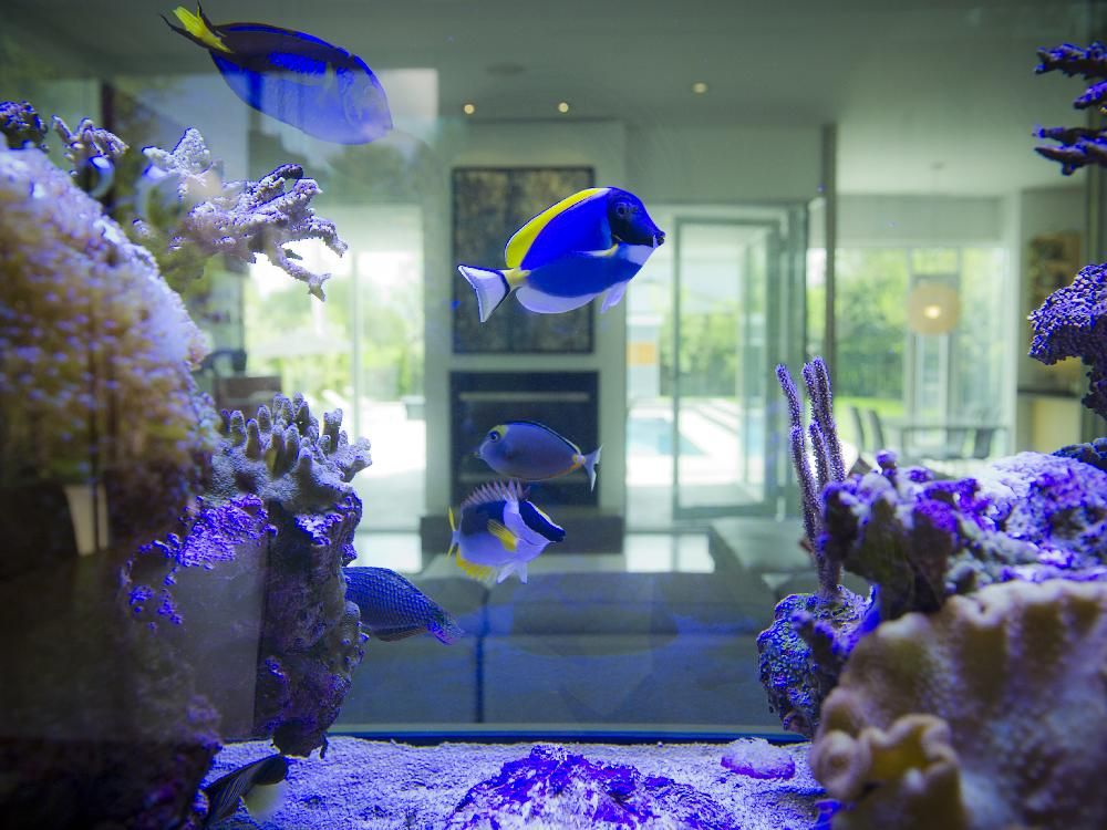 Two Ottawa scuba divers build an ode to water for their first home