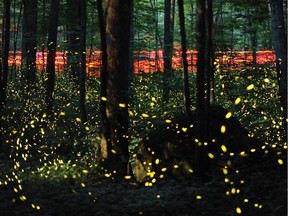 Foot traffic accompanies air traffic, as human visitors carrying red flashlights walk the Little River Trail to observe synchronous fireflies in their annual mating ritual in the Great Smoky Mountains National Park's Elkmont Campground outside Gatlinburg, Tenn. on Tuesday, June 3, 2014. Fireflies' peak flashing lasts about two weeks. This photograph was made by 'stacking' 123 long exposures shot over a 1.5 hour period.