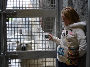 Olivia Clement takes a photo of one of the polar bears at the Assiniboine Park Zoo in Manitoba. The 11-year-old raised more than $12,000 for polar bear conservation.