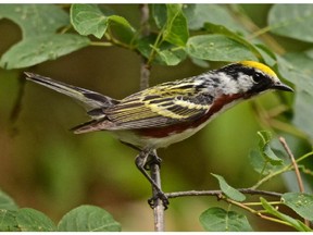 The male Chestnut-sided Warbler is one of our many summer residents.