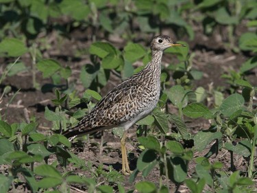 This Upland Sandpiper was photographed in Merrickville. The name of the Upland Sandpiper has change over the century from Bartramian Sandpiper to Upland Plover and more recently Upland Sandpiper. Check grassy fields- fallow fields- and areas around airports for this grass land shorebird.